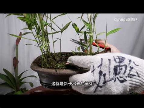 竹子盆栽照顧|【竹 盆栽】竹盆栽照護大公開：從種植到修剪，一次搞定！